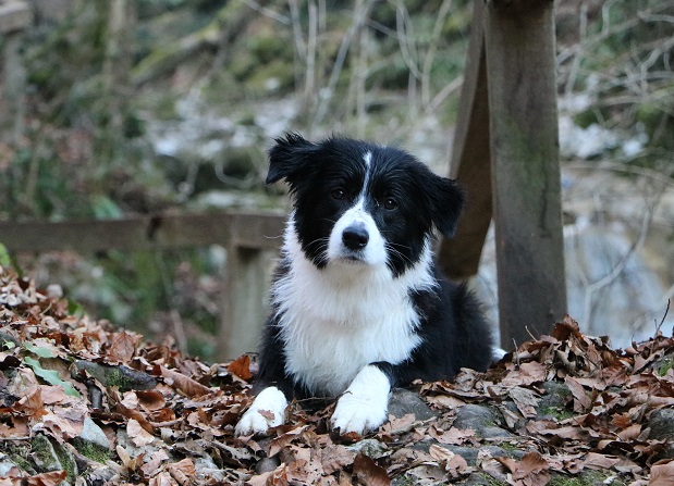 Windrift Black Velvet – “Rosa” – RETIRED FROM BREEDING