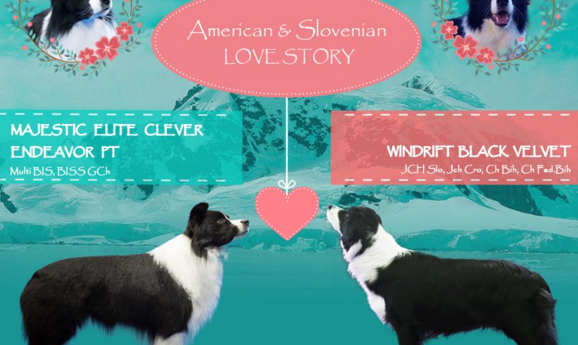 Litter S (AI) – Slick & Rosa