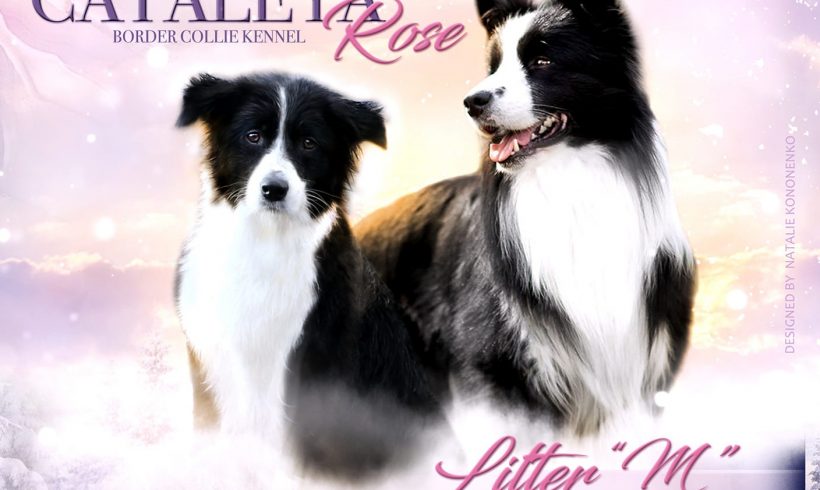 Litter M – Sheldon x Rosa
