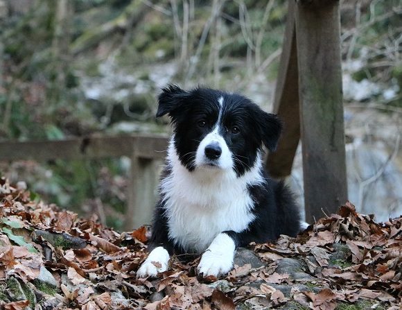 Windrift Black Velvet – “Rosa” – RETIRED FROM BREEDING