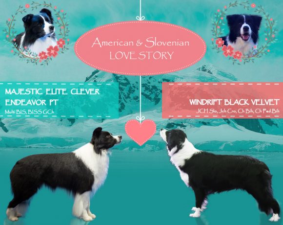 Litter S (AI) – Slick & Rosa